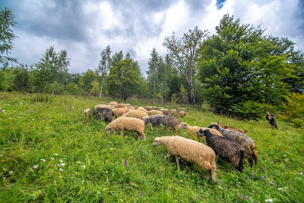 El rebaño de ovejas pasta en el campo de colinas verdes. Agricultura rural.