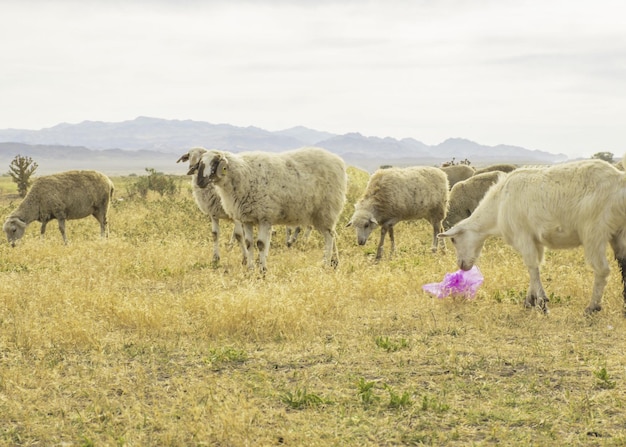 Un rebaño de ovejas pasta en el prado al aire libre Basura en el pasto para los animales Las ovejas comen hierba y bolsas de plástico Muerte de animales por la basura Daño a los animales