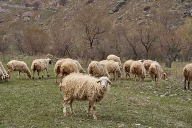 Un rebaño de ovejas pasta en un prado en las montañas