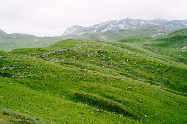 Rebaño de ovejas pasta en un prado verde en el norte de montenegro