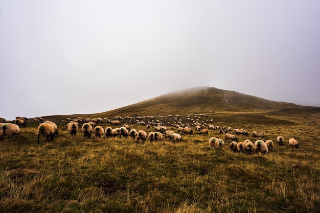 Rebaño de ovejas pastando en el Camino de Santiago