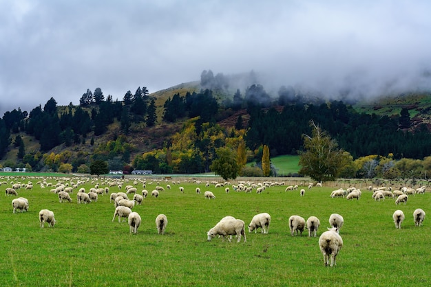 Rebaño de ovejas pastando en el campo con un paisaje de montaña brumosa, Isla del Sur de Nueva Zelanda