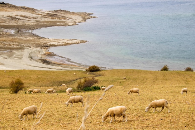 Foto un rebaño de ovejas pastando en un campo