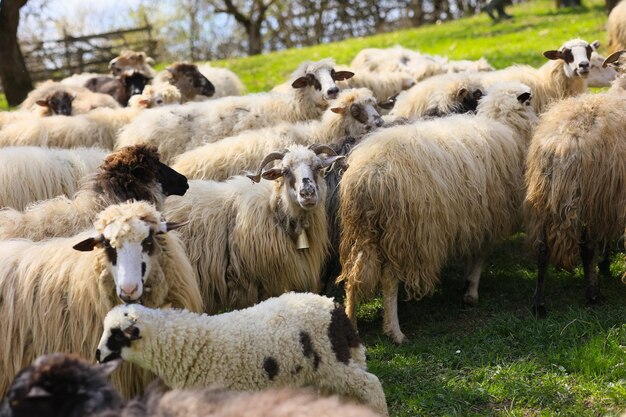 Foto un rebaño de ovejas está pastando en un campo