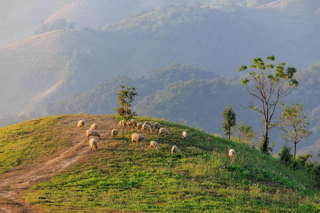 Rebaño de ovejas pastando en una colina al amanecer por la mañana y fondo de cielo despejado de niebla de montaña xA