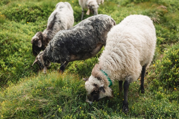 Rebaño de ovejas pastando en una colina verde. Ganadería, Campo. Las ovejas proporcionan lana y leche, carne