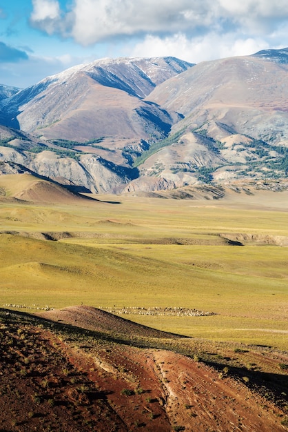 Rebaño de ovejas pastando en la estepa de Chui en el valle de Kyzylchin Otoño en las montañas de Altai Rusia