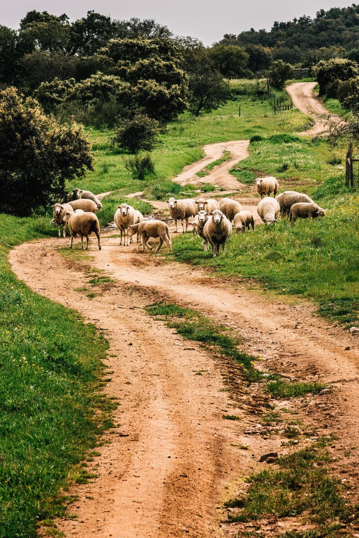 Foto un rebaño de ovejas pastando a lo largo de un camino de tierra rural rodeado de vegetación a principios del verano