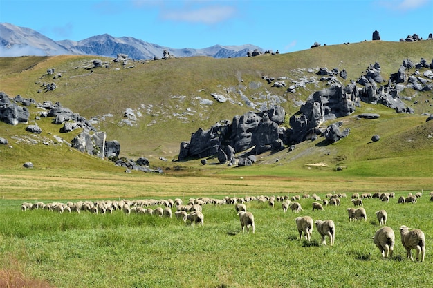 Rebaño de ovejas pastando en las montañas