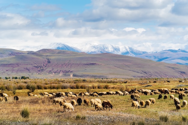 Un rebaño de ovejas pastando en el otoño del valle de Chui. Rusia, República de Altái