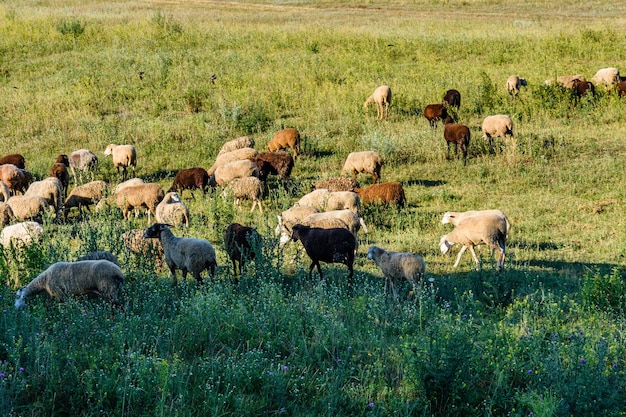 Rebaño de ovejas pastando en la pradera en verano