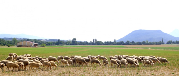 Rebaño de ovejas pastando prado en campo de hierba