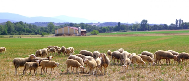 Rebaño de ovejas pastando prado en campo de hierba