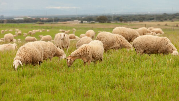 Rebaño de ovejas pastando en un prado