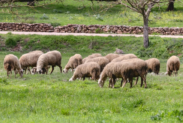 Rebaño de ovejas pastando en un prado