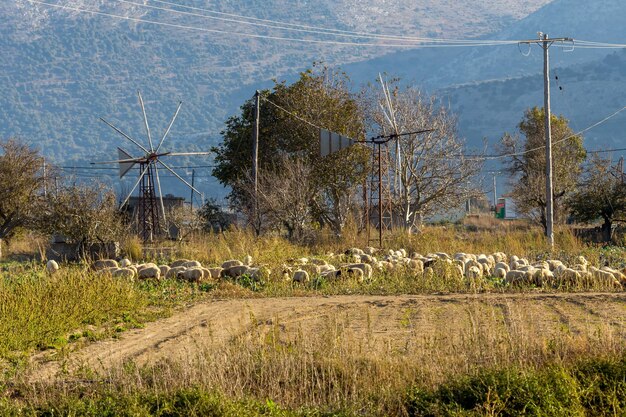 Un rebaño de ovejas pastando en una zona agrícola de montaña con hierba verde en una soleada tarde otoñal zona de Lassithi isla Creta Grecia