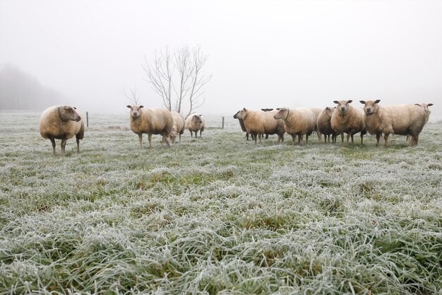 Foto rebaño de ovejas en el pasto de invierno en la niebla