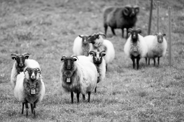 Foto un rebaño de ovejas de pie en un campo de hierba