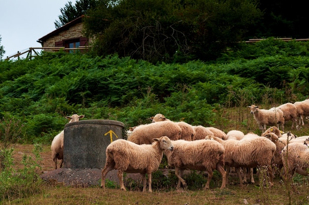 Un rebaño de ovejas Pirineos franceses