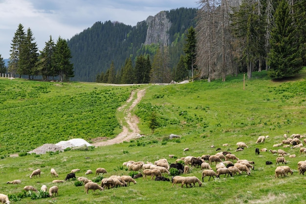 Rebaño de ovejas en la pradera en la ladera contra el telón de fondo de las montañas Ródope con bosques de abetos y vegetación