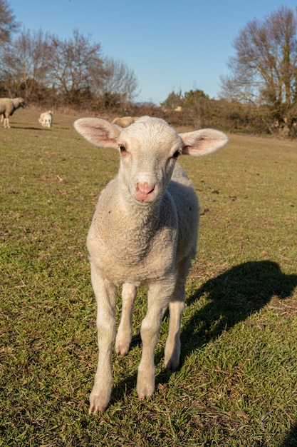 Foto rebaño de ovejas en un prado en el campo