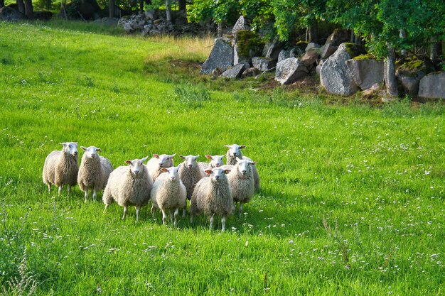 Rebaño de ovejas en un prado verde de hierba Paisaje escandinavo Animal de granja con lana Disparo de animal