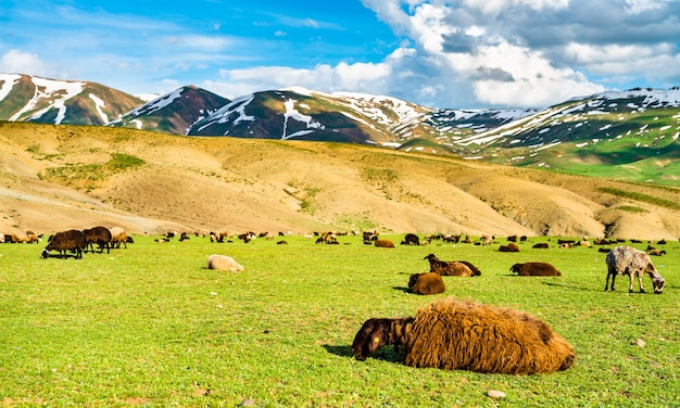 Rebaño de ovejas en las tierras altas armenias de Turquía