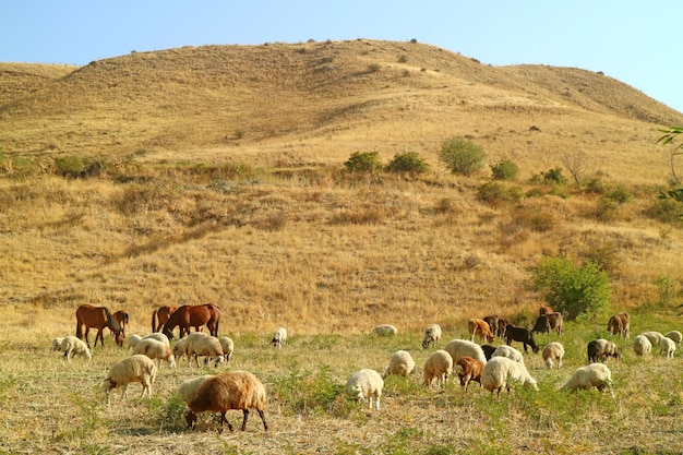 Rebaño de ovejas y vacas pastando libremente en el campo, provincia de Vayots Dzor, Armenia
