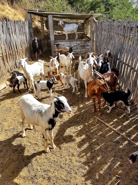 Foto el rebaño de ovejas