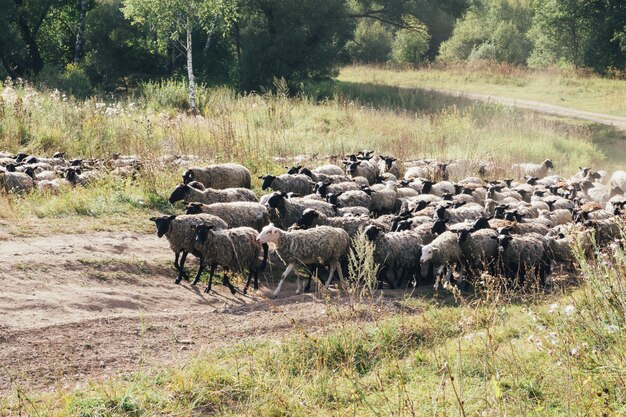 Un rebaño de ovejas