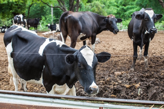 rebaño de vaca lechera en la granja