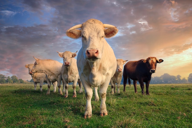 Rebaño de vacas blancas jóvenes en prado verde