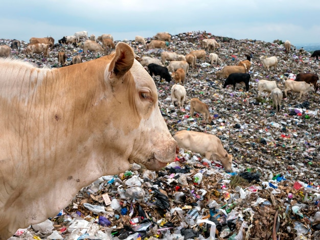 Un rebaño de vacas en busca de comida en el vertedero en Indonesia