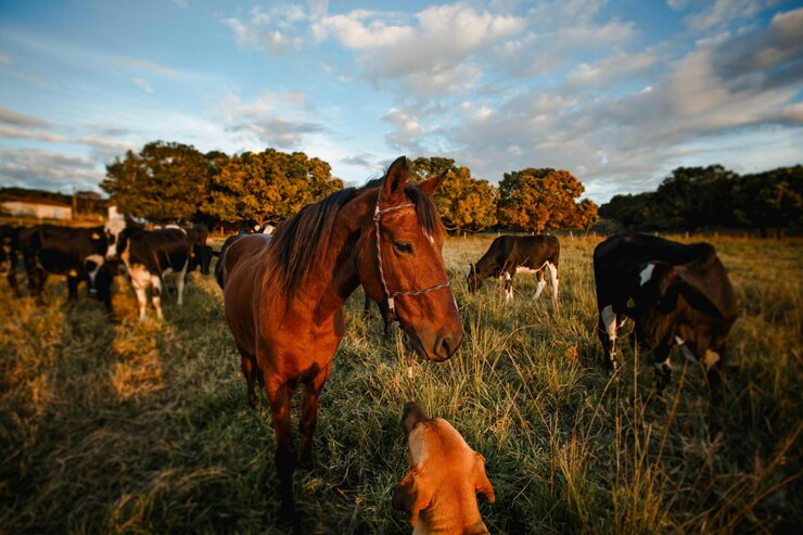 un rebaño de vacas y un caballo bebé en un campo