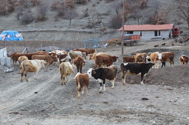 Un rebaño de vacas camina por un camino de tierra.