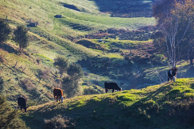 Rebaño de vacas en el campo verde de verano. Agricultura agricultura pastos rurales