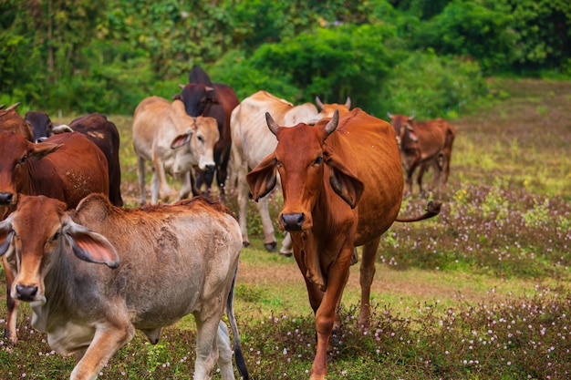 Rebaño de vacas en un campo