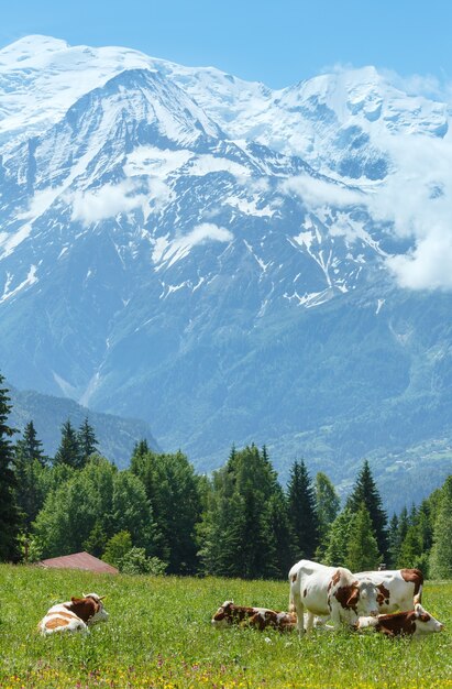 Rebaño de vacas en el claro floreciente y el macizo montañoso del Mont Blanc (valle de Chamonix, Francia, vista desde las afueras de Plaine Joux).