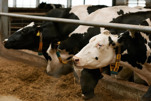 Foto rebaño de vacas comiendo heno