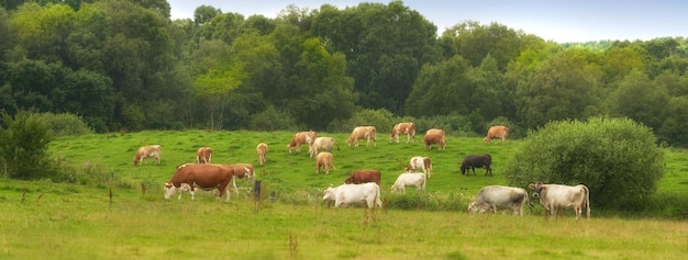 Rebaño de vacas comiendo hierba en un campo en el campo rural Exuberante paisaje con animales de ganado pastando en un pasto en la naturaleza Cría y cría de ganado en un rancho para la industria láctea y de carne