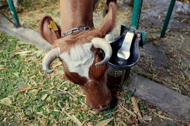 Un rebaño de vacas dentro de una granja lechera comiendo hierba y heno, bebiendo agua.