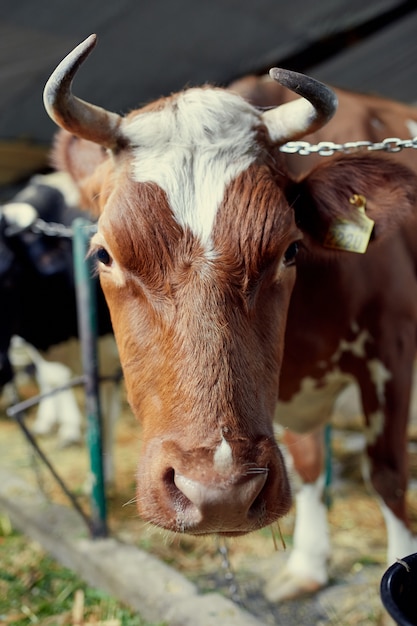 Un rebaño de vacas dentro de una granja lechera comiendo hierba y heno, bebiendo agua.