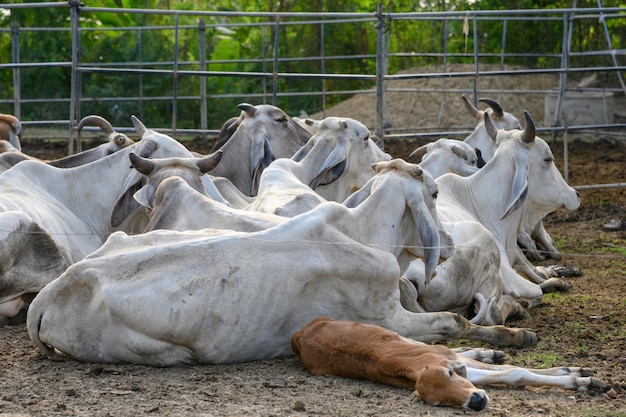 Rebaño de vacas descansando en el puesto en la noche