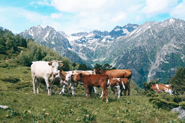 Rebaño de vacas se encuentra en el valle de montaña en picos nevados