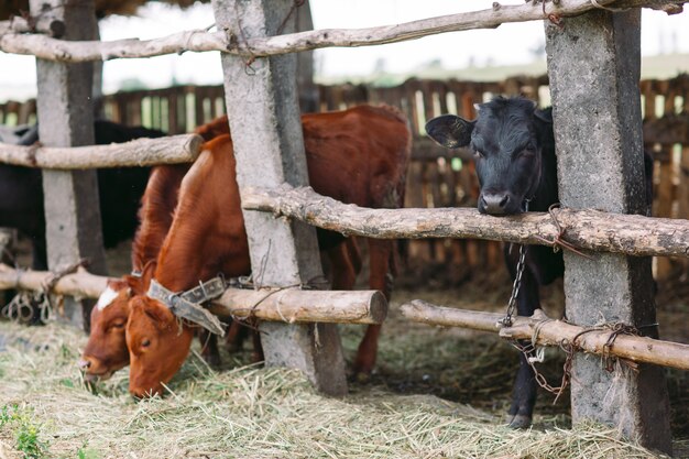 Foto rebaño de vacas en establo