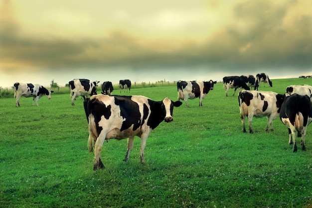 un rebaño de vacas están de pie en un campo con un fondo de cielo