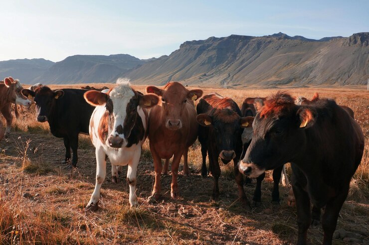 un rebaño de vacas están de pie en un campo