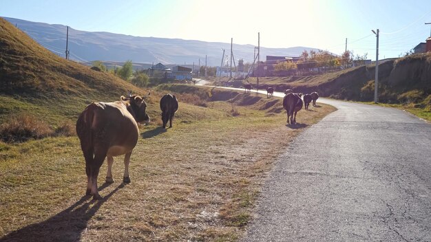 Rebaño de vacas gordas camina a lo largo del lado de la carretera rural vacía a la pequeña aldea en las tierras altas bajo el cielo despejado en la vista trasera del día soleado de otoño.