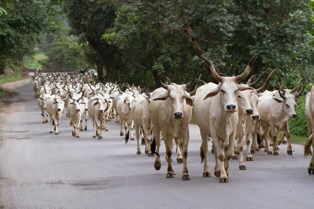 rebaño de vacas indias