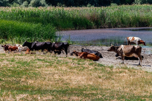 Rebaño de vacas en el lugar de riego